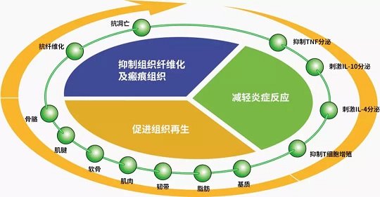 促进组织再生,抑制组织纤维化和瘢