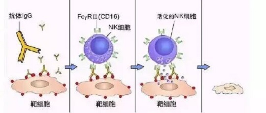 免疫细胞存储