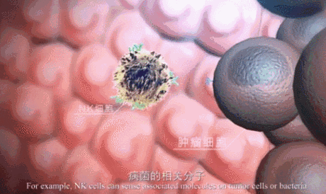 免疫细胞存储治疗 首选汉氏联合