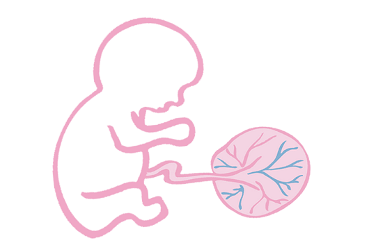 为什么存储胎盘干细胞