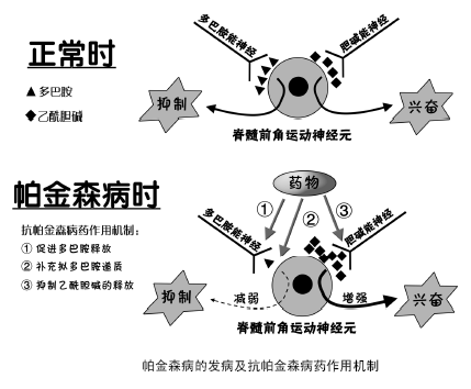 来源:eurekalert中文版 帕金森病是以黑质多巴胺能神经